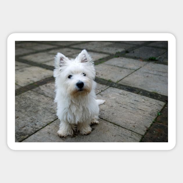 Westie Sticker by princess-pirate